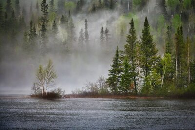 Bild von Bäumen die am Wasser stehen und teliweise von Nebel umgeben sind | © Heinzel 